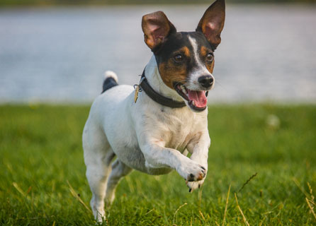 تصویر جک راسل تریر (Jack Russell Terrier)